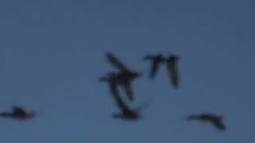 Lesser Whistling-ducks in flight (SHRIKANT MADHAV KELKAR)