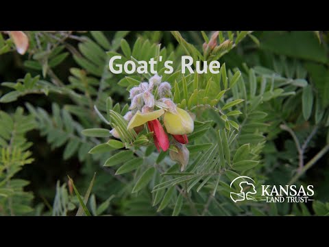 Video: Goat's Rue Medicinal