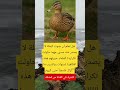 هل تعلم أن صوت البطة لا يصدر عنه صدی اكسبلور Viral تيك توك تحشيش Viralvideo ترند 2025 لايك 