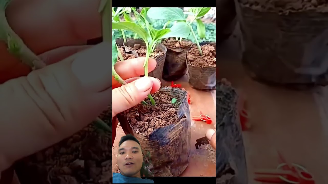 Kỹ Thuật Trồng Dưa Hấu Đỉnh Cao #gardening