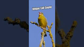 Download Lagu Suara Gatal Unik Burung Greenfinch Tak Terbantahkan | Suara Burung MP3 Download Lagu Suara Gatal Unik Burung Greenfinch Tak Terbantahkan | Suara Burung MP3