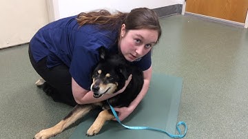 VTHT 1301 AVMA Video Task Project Spring 2020