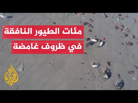 في ظروف غامضة.. مئات الطيور النافقة تغطي أحد الشواطئ في تشيلي