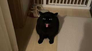 😂 Funniest Cats and Dogs Videos 😺🐶 || 🥰😹 Hilarious Animal Compilation №343