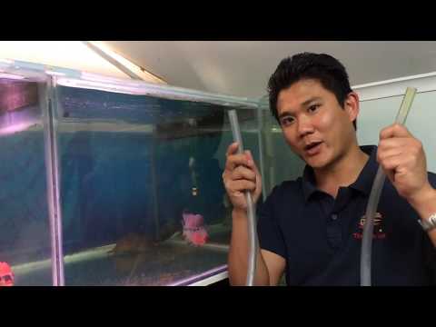 Video: How To Drain An Aquarium Water