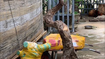 GL rễ trắc dây dáng long 22kg bác nào vào vc lh 0338918991 ( giá 600k chưa có cước