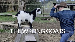 These goats are RUINING MY LIFE! | 🐐They don't faint! | Murl & Colleen's Farmlife