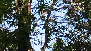 Bloodbath 6-31 Mobile 120Hz 80Fps