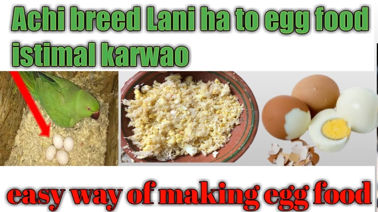 How to make egg food for birds,budgies&parrotsegg food for birds