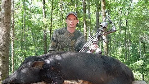 WILD BOAR Bow Hunt! my first one. The making of Average Joe #bowhunting #hoghunting #gopro10