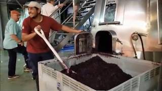 Harvest 2019 - Rutini Wines - Mendoza, Argentina