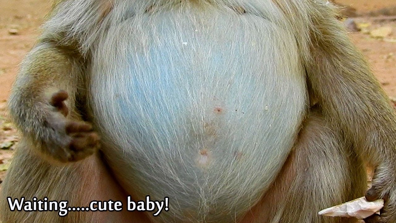 Update Activity 02/08/2020 Angel Pregnant Monkey Briget