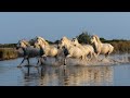 Chapter 5-Camargue Horses