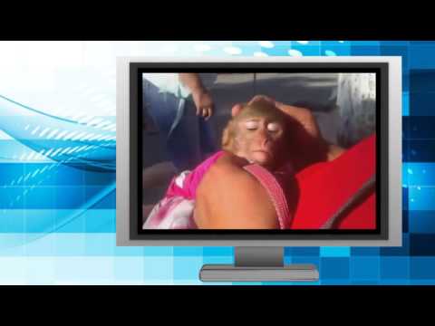 Видео клип 'С 1 апреля!' С Днем смеха - 1 апреля