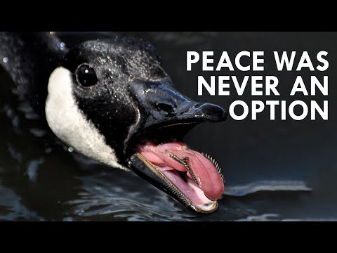 Video: Why Does A Goose Come Out Dry?