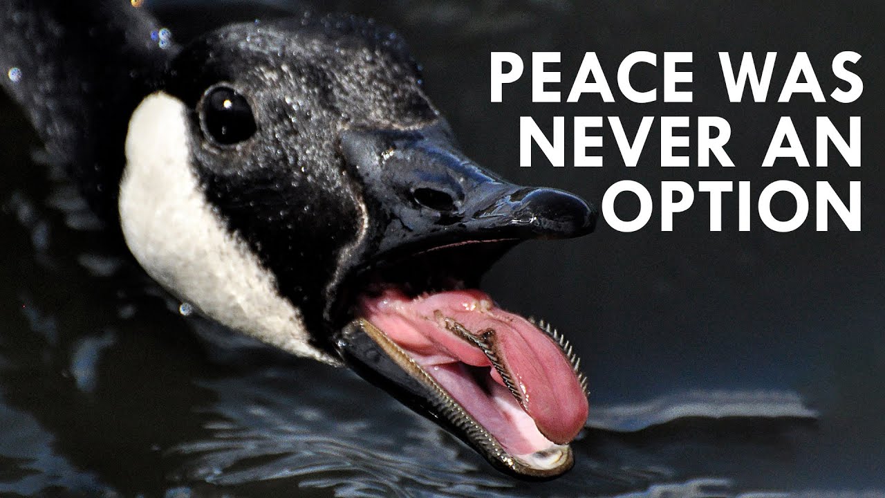 Geese: Peace Was Never An Option