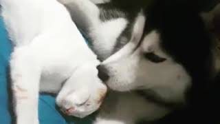 Husky and Cat