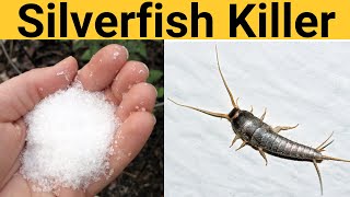 How to get rid of silverfish bugs naturally In your house or apartment once and for all