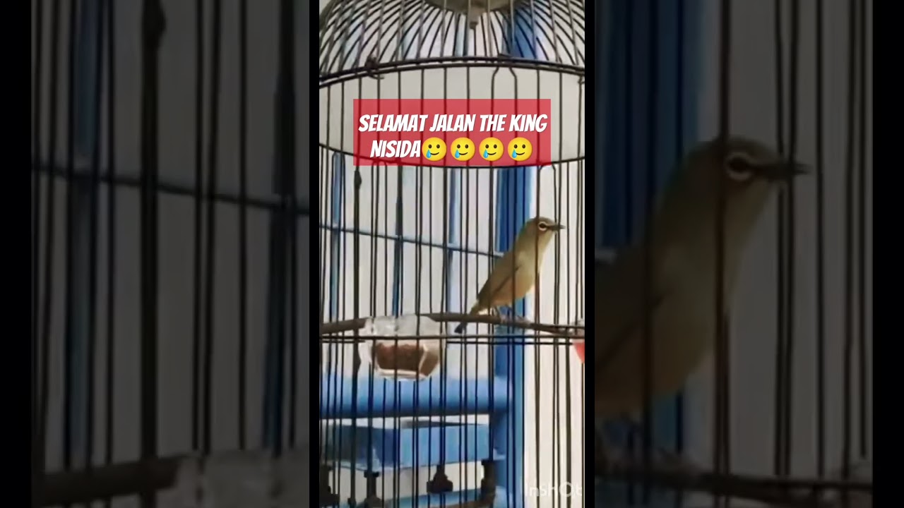 RIP pleci terbaik Nisida 🥀🥀🥀