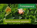 Сочи: тюльпановое дерево в Головинке, пляж, последний день на юге [1 июня 2021]