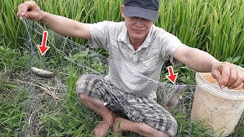 Giăng lưới cá trên ruộng dính cá thấy mê |  Fish traps in the field