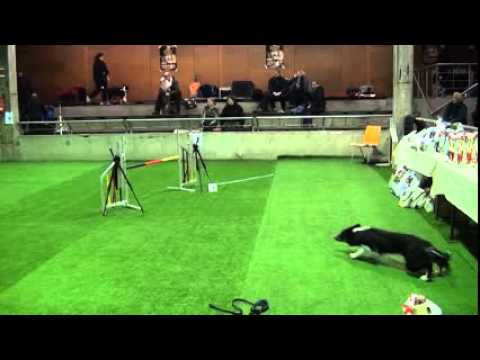 knpv berger hollandais DKBS Hallenmasters Krisztina Kabai und Fleece 09 02 2013