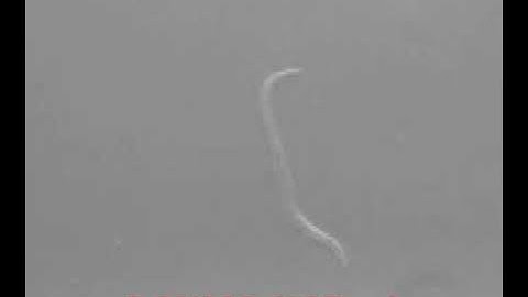 C. elegans nematode swimming in viscous media transitions between motor gates