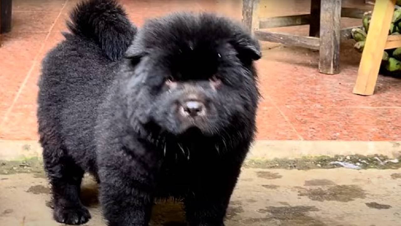 实拍全国最大狗市，遇到一条精品小狗，真的是太威武霸气了 #狗市