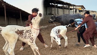 Angry Cow Baby Bhag Gya!Mandi Vlog
