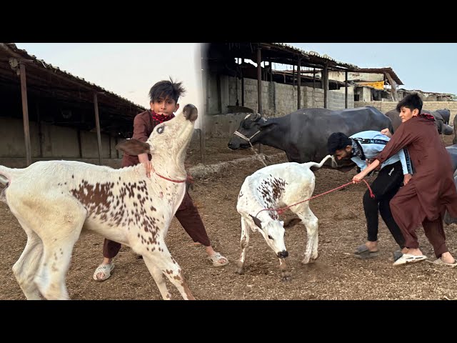 Angry Cow Baby Bhag Gya!😨Mandi Vlog class=