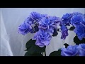 新色あじさい　フェアリーマーブル　youtube　sakamotoengei さかもと園芸　ギフト　プレゼント　鉢花　母の日　hydrangea　群馬の鉢花　あじさいの育て方