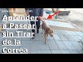 🤘COMO PASEAR UN PITBULL o MTB en la calle 💯 ÚTIL 💪🔥