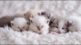 Calming Music for Cats - Relaxation, Deep Sleep, Stress Relief, Peaceful Piano Music by MeowTunes Haven 2,340 views 2 months ago 6 hours