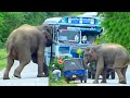 Terrible elephant attack bus and tuk tuk passengers out of rode