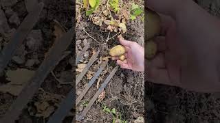 Crunchy Potato Harvest ASMR 🥔🔊 #asmr #garden #oddlysatisfying