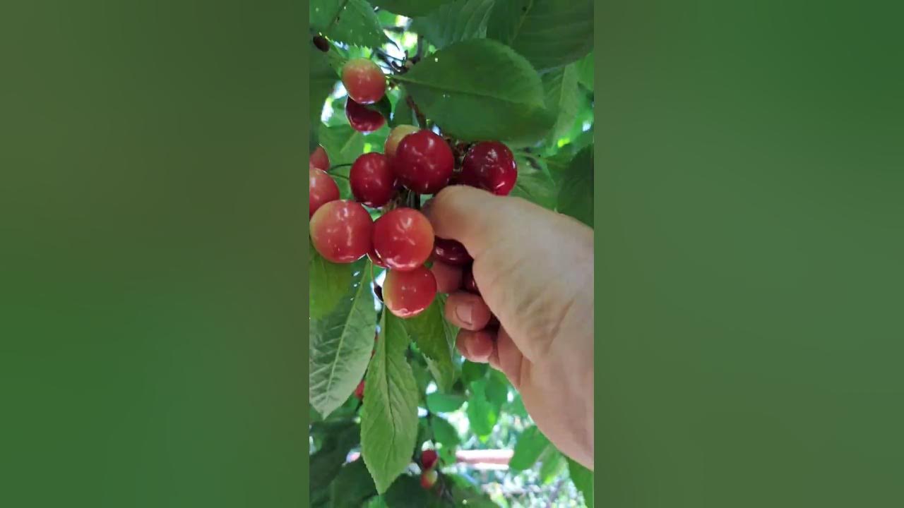 Ранняя черешня "Сказка".Обзор.😍 - YouTube