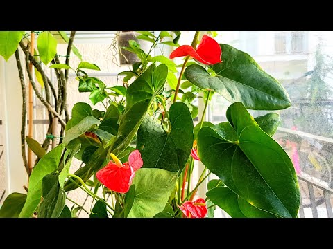 Βίντεο: Ανθούριο. Φροντίδα φυτών