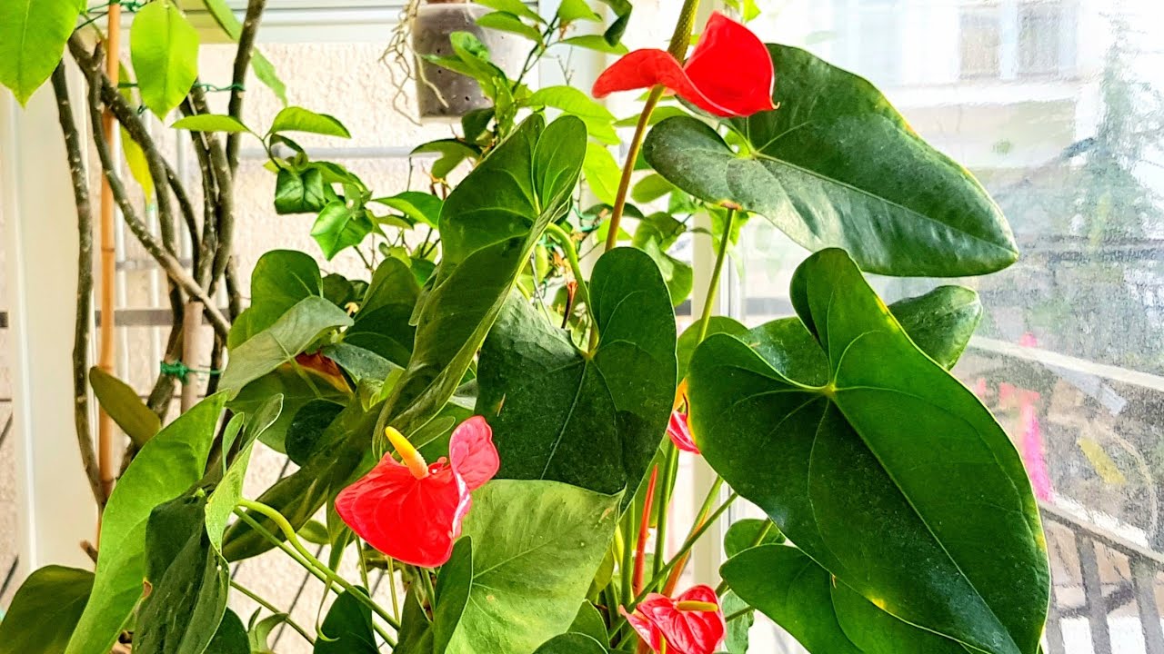 Ανθούριο-(ΔΙΚΉ ΜΟΥ)Φροντίδα και Καλλιέργεια😉Πότισμα, Λίπανση,Φως,Θερμοκρασίες.