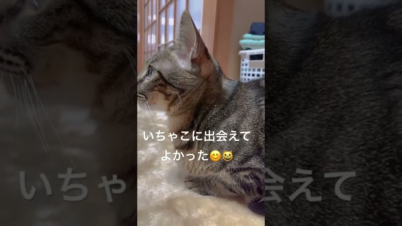 ずっと一緒にいてね Shorts Youtube