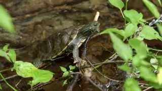 Les tortues d'eau douce