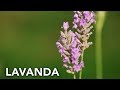 Lavanda en el huerto ecolgico  permaculture in galicia