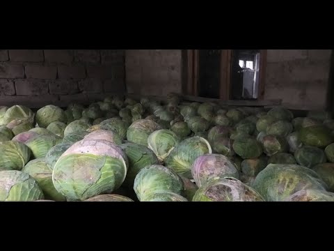 გორის მუნიციპალიტეტში მოყვანილი ტონობით კომბოსტო ნადგურდება 8.02.2023