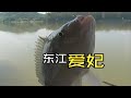 首探东江江下围 鱼情比西枝江狂躁得不是一丁点 首探东江江下围 鱼情比西枝江狂躁得不是一丁点