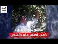 المزارعون يتابعون بشائر محصول المانجو في جنوب سيناء: عندنا كل الأنواع وقبل كل المحافظات