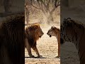 #wildlifeentertainment
