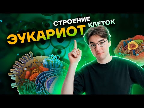 Video: Эукариот квизлетинде транскрипция кайсы жерде болот?