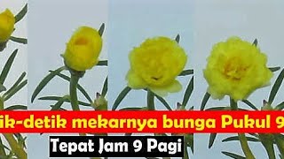 INDAH BANGET DETIK2 MEKARNYA BUNGA PUKUL 9, fast motion flower