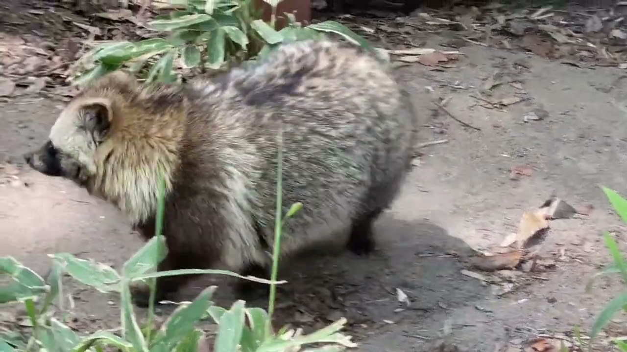 八木山動物公園 ホンドタヌキ 育三郎 - YouTube