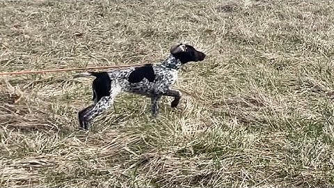 Birddogs first point | Central Indiana NAVHDA