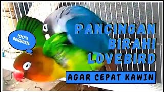 SUARA PANCINGAN LOVEBIRD KAWIN 100% AMPUH LANGSUNG BUAT BIRAHI LOVEBIRD